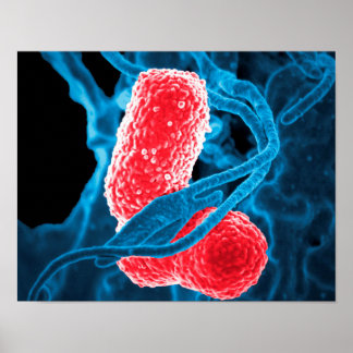 Poster (MDR) Klebsiella pneumoniae biologie artistique ab