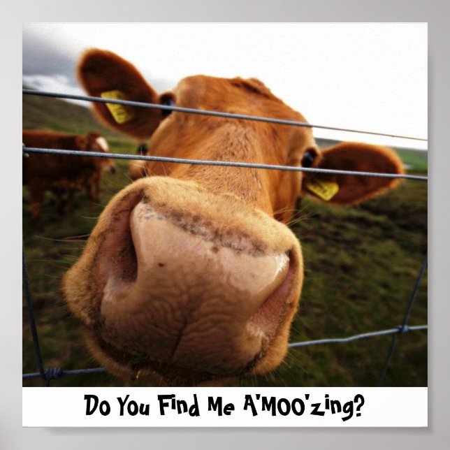 Poster Me Trouvez-Vous A'MOO'zing ? (Devant)