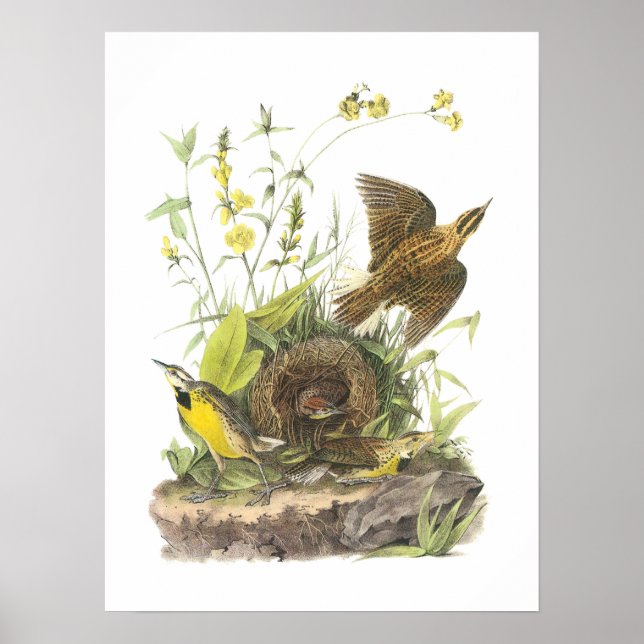 Poster Meadowlark oriental par Audubon (Devant)