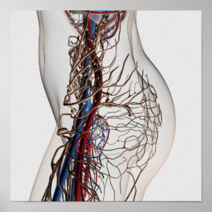 Poster Medical Illustration Of Arteries 2