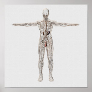 Poster Medical Illustration Of Male Lymphatic System