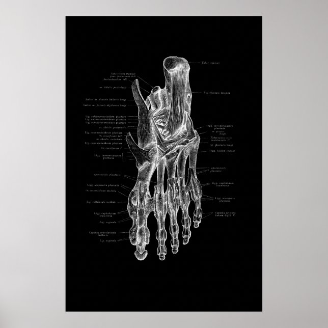 Poster Médicale de l'anatomie du pied 24x36" (Devant)