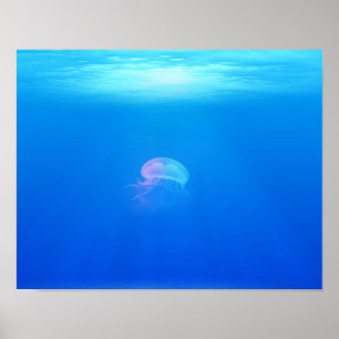 Poster méduse-698521 CRÉATURES DE MER ANIMAUX OCÉAN BLEU