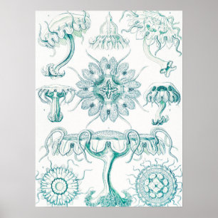 Poster Méduse, Discomedusae d'Ernst Haeckel