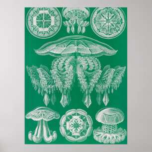 Poster Méduse, Discomedusae par Ernst Haeckel