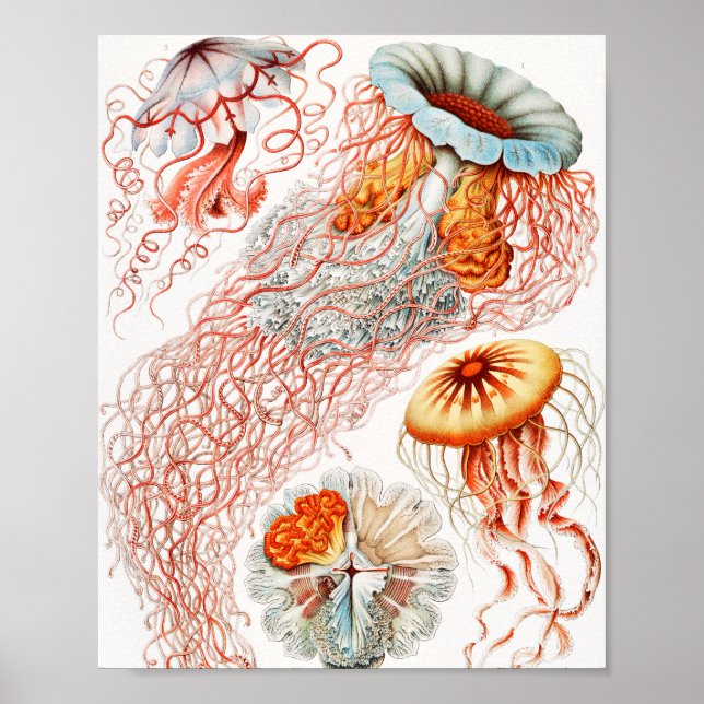 Poster Méduse, Discomedusae par Ernst Haeckel (Devant)