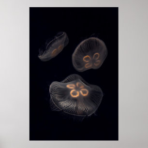 Poster Méduse lune nageant
