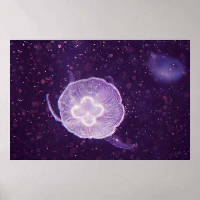 Poster Méduse natante (Devant)