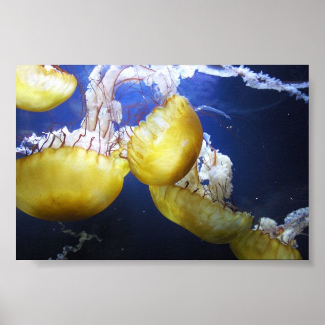 Poster Méduse Ne Cesse Pas De Nager (Devant)