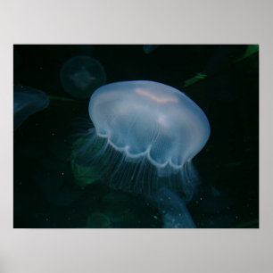 Poster Méduses