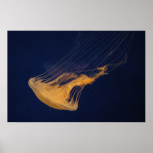 Poster Méduses 2