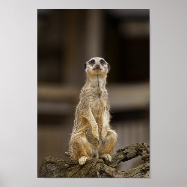 Poster Meerkat (Devant)
