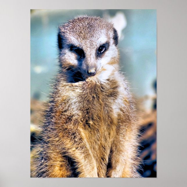 POSTER MEERKAT (Devant)