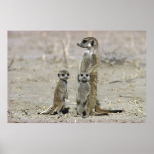 Poster Meerkat Baby Sitter And Pups (Suricata Suricata)