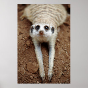 Poster Meerkat (Suricata Suricatta) refroidissant