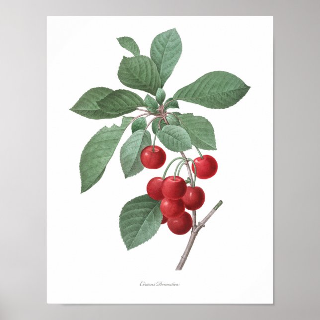 Poster MEILLEURE QUALITÉ Empreinte Botanique de Cerises (Devant)