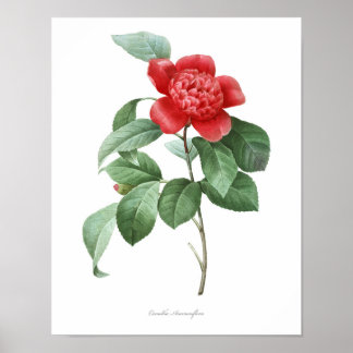 Poster MEILLEURE QUALITÉ Imprimerie botanique de Camellia