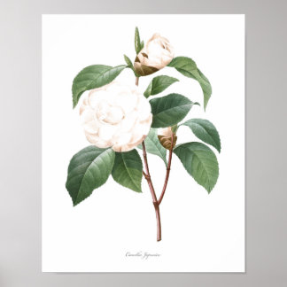 Poster MEILLEURE QUALITÉ Imprimerie botanique de Camellia