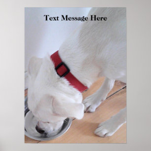 Poster Mélange blanc Labrador Mélange Chien Chien Chien C