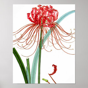 Poster Mélanger Flora 601 imprimer #2 Fleur Lily Spider R