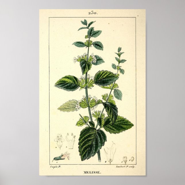 Poster Melisse, Lemon Balm (Melissa officinalis) Imprimer (Devant)
