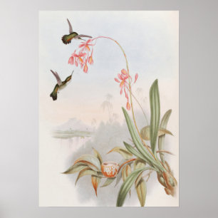 Poster Mellisuga Minima Colibris par John Gould