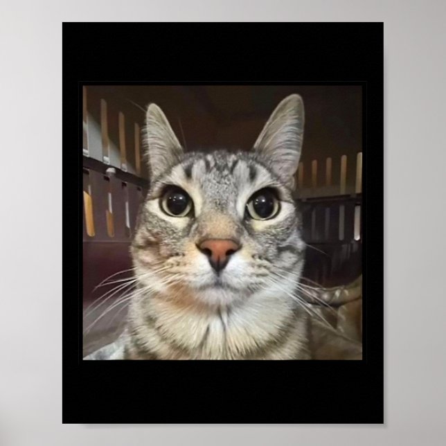 Poster Mème de chat à mât à mâcher (Devant)