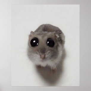 Poster mème, hamster, mème de hamster, hamster triste, dr