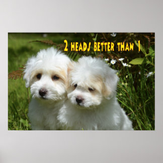 Poster Mèmes animaux amusants Mèmes chiens Photos humoris