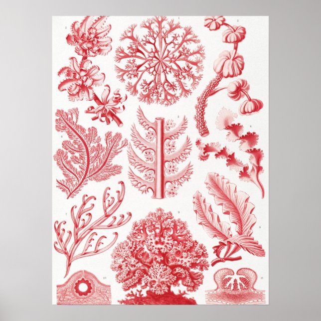 Poster Mer d'Alga Rouge, Florideae Rotalgen par Ernst Hae (Devant)