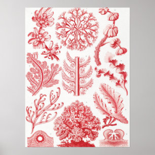 Poster Mer d'Algéa rouge, Florideae Rotalgen par Ernst Ha