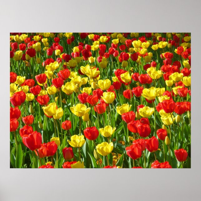 Poster Mer des Tulipes III (Devant)