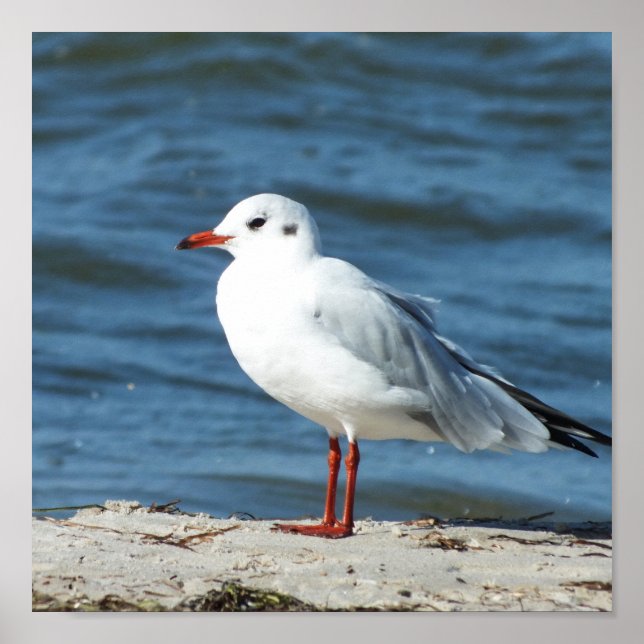 Poster mer, eau, mouette, oiseau, voyage, bleu, ciel, (Devant)