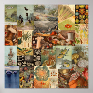 Poster Mer vintage Vie Océan Collage Décor