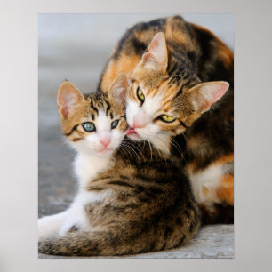 Poster Mère chat adore chaton mignon