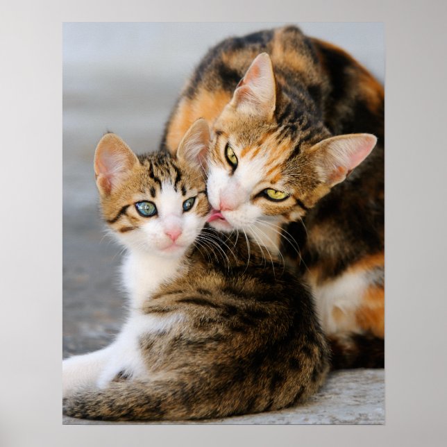 Poster Mère chat adore chaton mignon (Devant)