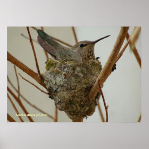 Poster Mère Colibri