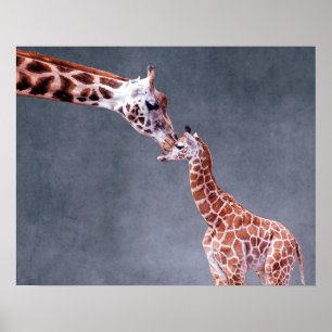 Poster Mère des images   de Getty et girafe de bébé