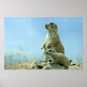 Poster Mère et bébé de chien de prairie