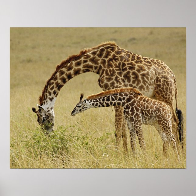 Poster Mère et bébé Masai Giraffe, Giraffa (Devant)