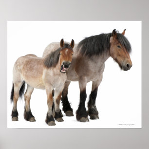 Poster Mère et poulain souriant, cheval belge, Belge