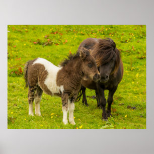 Poster Mère et progéniture de poney Shetland