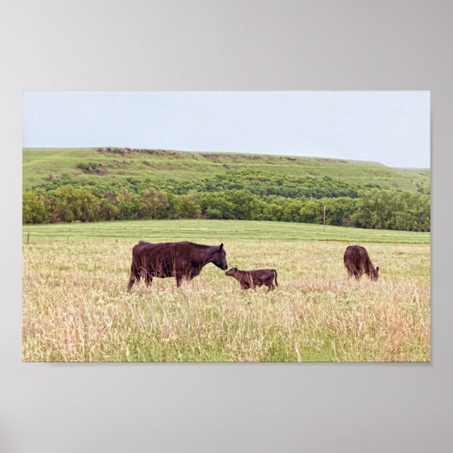 Poster Mère et veau dans les Flint Hills (Devant)