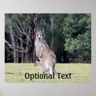Poster Mère Kangaroo avec bébé Joey dans sa poche