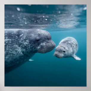 Poster Mère Narwhal & Calf - Première baignade dans l'Arc
