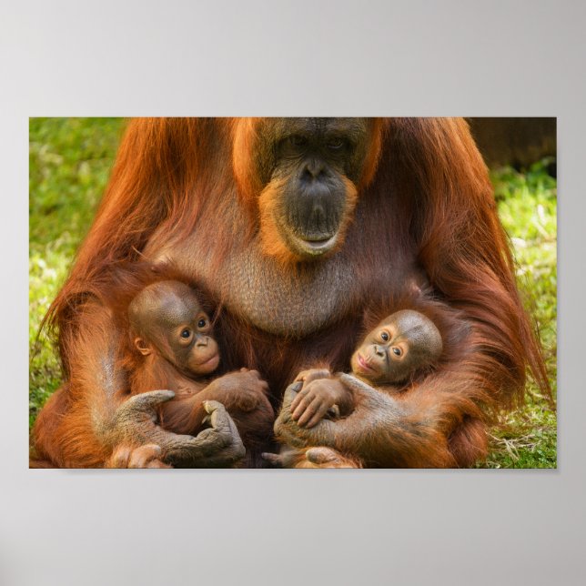 Poster Mère Orangoutane tenant deux bébés (Devant)