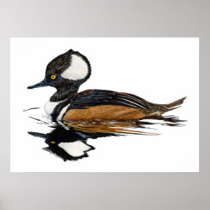 Poster Merganser à capuchon