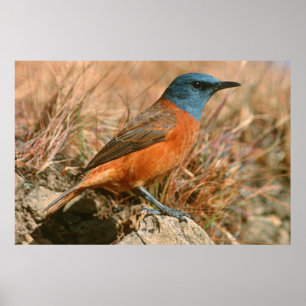 Poster Merle du Cap femelle (Monticola Rupestris)