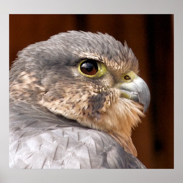 POSTER MERLIN FALCON OISEAU DE PREY (Devant)