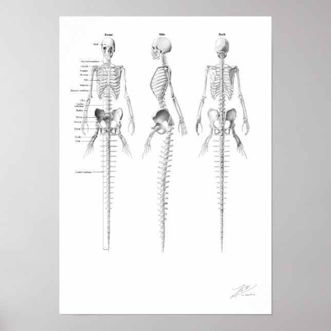 Poster Mermaid Skeleton (Devant)
